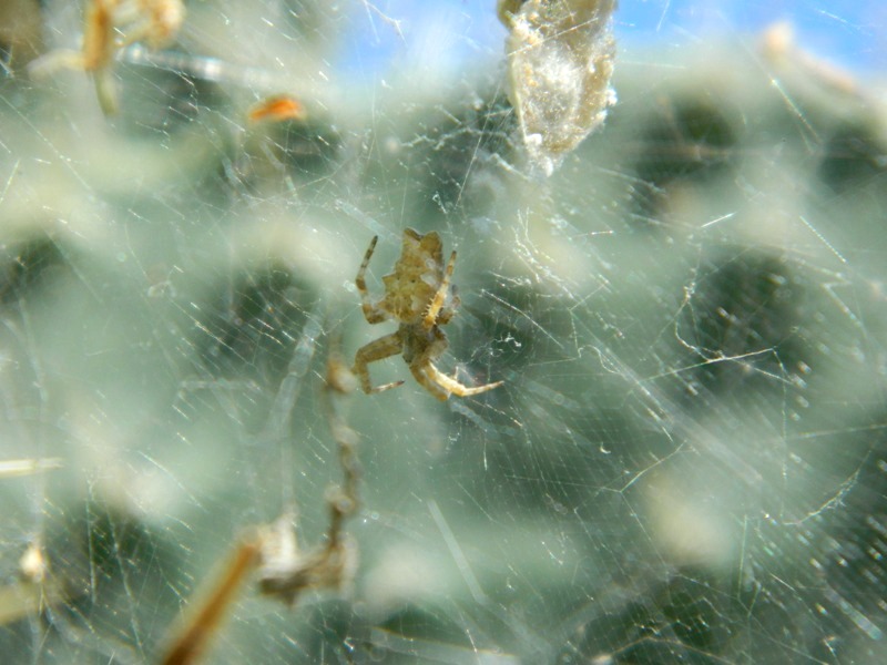 Cyrtophora citricola un po'' scolorita